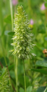 Marie  Portas, le  7 mai 2013 (Le Grau-du-Roi (L'Espiguette))