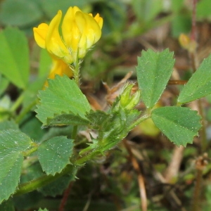  - Medicago murex subsp. murex