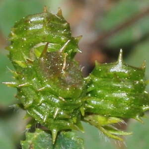 Medicago murex Willd. subsp. murex