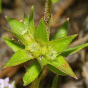 Photographie n°130138 du taxon Sherardia arvensis L. [1753]