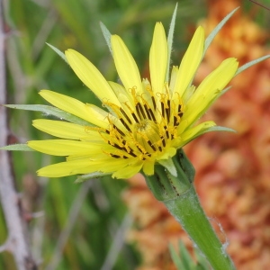 Tragopogon dubius Scop. (Salsifis douteux)