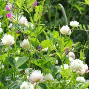 Photographie n°130149 du taxon Trifolium nigrescens Viv.