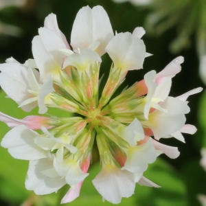 Photographie n°130152 du taxon Trifolium nigrescens Viv.