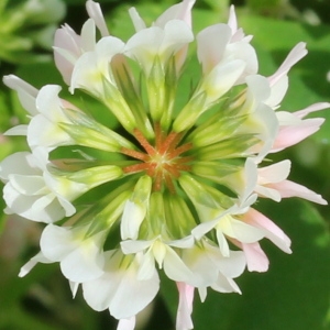 Photographie n°130153 du taxon Trifolium nigrescens Viv.