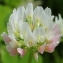  Marie  Portas - Trifolium nigrescens Viv.