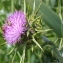  Marie  Portas - Silybum marianum (L.) Gaertn.