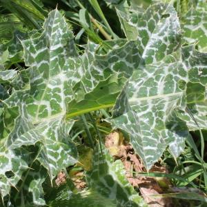 Photographie n°130159 du taxon Silybum marianum (L.) Gaertn.