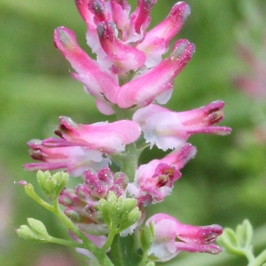 Fumaria officinalis subsp. micrantha (Lag.) Arcang. (Fumeterre à fleurs serrées)