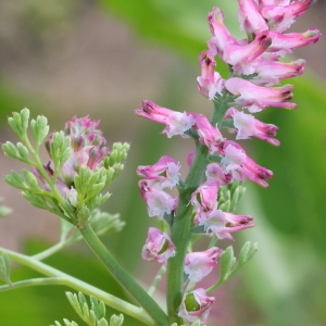 Photographie n°130167 du taxon Fumaria densiflora DC. [1813]