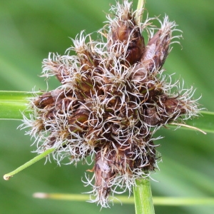 Photographie n°130175 du taxon Scirpus maritimus L.