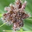  Marie  Portas - Scirpus maritimus L.