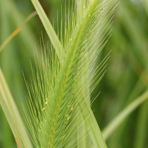  - Hordeum marinum Huds.