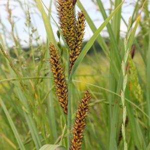 Photographie n°130179 du taxon Carex riparia Curtis