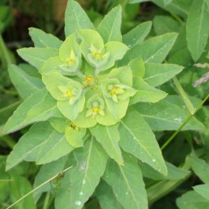  - Euphorbia pubescens Vahl