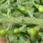  Marie  Portas - Fumaria officinalis L.