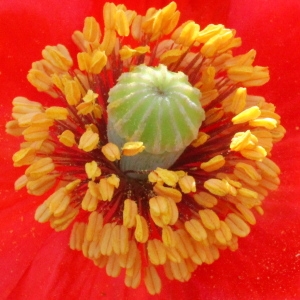 Photographie n°130191 du taxon Papaver rhoeas L. [1753]