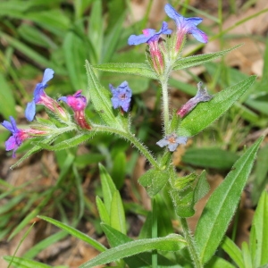 Photographie n°130211 du taxon Buglossoides purpurocaerulea (L.) I.M.Johnst.