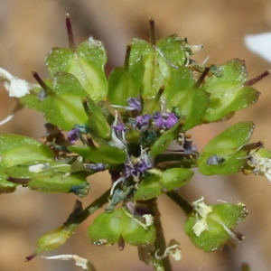 Photographie n°130214 du taxon Iberis pinnata L. [1755]