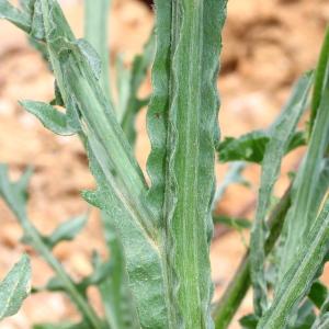 Photographie n°130219 du taxon Centaurea melitensis L.