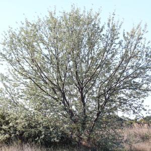 Photographie n°130224 du taxon Elaeagnus angustifolia L. [1753]