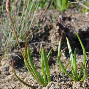  - Plantago crassifolia Forssk. [1775]