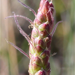  - Plantago crassifolia Forssk. [1775]