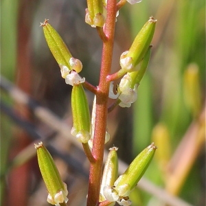 Photographie n°130228 du taxon Triglochin barrelieri Loisel. [1807]