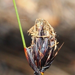 Photographie n°130235 du taxon Schoenus nigricans L. [1753]