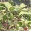 Daniel BARTHELEMY - Rubus idaeus L. [1753]