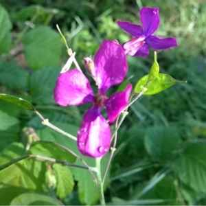 Photographie n°130246 du taxon Lunaria annua L.