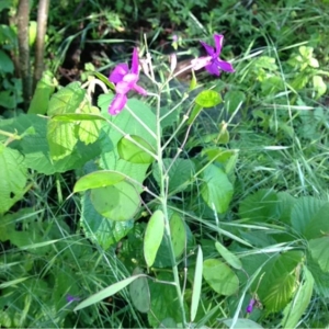 Photographie n°130247 du taxon Lunaria annua L.