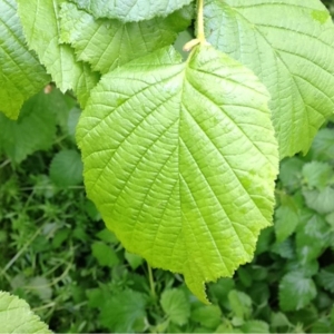 Photographie n°130262 du taxon Corylus avellana L. [1753]