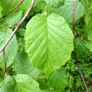 Photographie n°130263 du taxon Corylus avellana L. [1753]