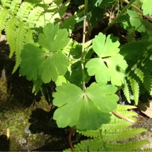 Photographie n°130313 du taxon Aquilegia vulgaris L. [1753]