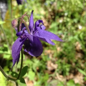 Photographie n°130315 du taxon Aquilegia vulgaris L. [1753]