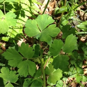 Photographie n°130316 du taxon Aquilegia vulgaris L. [1753]