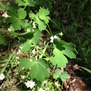 Photographie n°130317 du taxon Aquilegia vulgaris L.