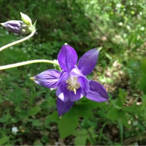Photographie n°130318 du taxon Aquilegia vulgaris L.