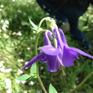 Photographie n°130319 du taxon Aquilegia vulgaris L.
