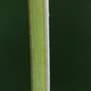 Photographie n°130357 du taxon Lamium purpureum L. [1753]