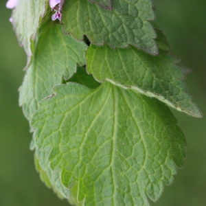 Photographie n°130360 du taxon Lamium purpureum L. [1753]