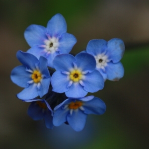 Photographie n°130370 du taxon Myosotis alpestris F.W.Schmidt [1794]