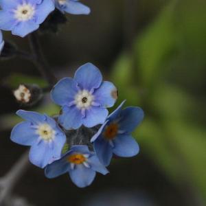 Photographie n°130371 du taxon Myosotis alpestris F.W.Schmidt [1794]