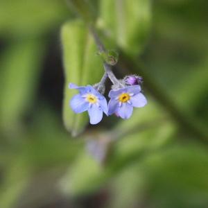 Photographie n°130376 du taxon Myosotis alpestris F.W.Schmidt [1794]