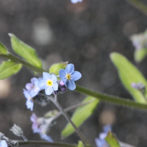 Photographie n°130380 du taxon Myosotis alpestris F.W.Schmidt [1794]