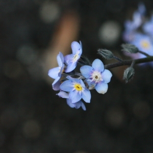 Photographie n°130384 du taxon Myosotis alpestris F.W.Schmidt [1794]