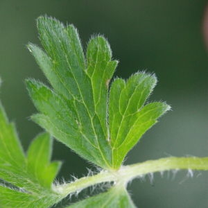 Photographie n°130398 du taxon Ranunculus bulbosus L. [1753]