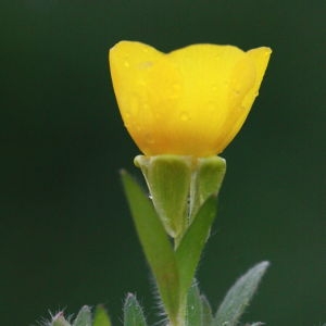 Photographie n°130400 du taxon Ranunculus bulbosus L. [1753]