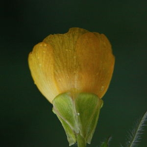 Photographie n°130401 du taxon Ranunculus bulbosus L. [1753]