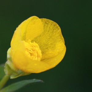 Photographie n°130403 du taxon Ranunculus bulbosus L. [1753]